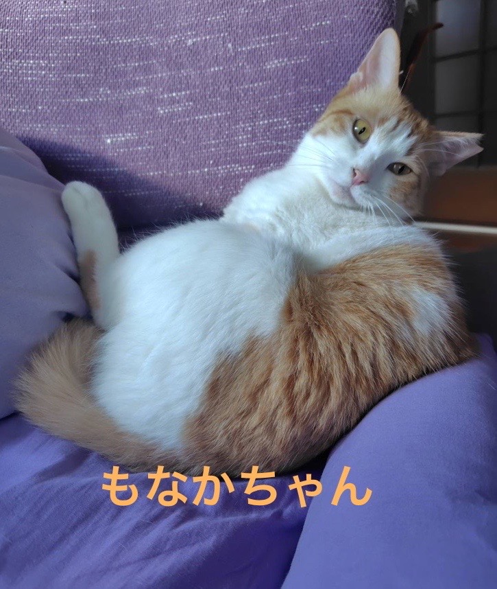 はれあめ ふわもこにゃんこーと コート ジャケット ふわふわ 猫 しっぽ はれあめ ふわもこにゃんこーと 量産型 コート ジャケット