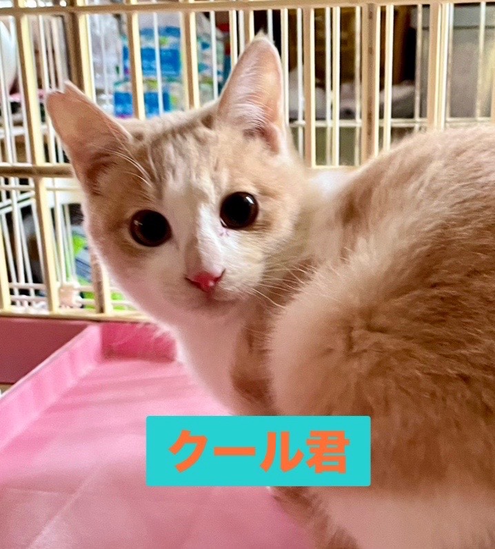 じゃれねこ『3月☆12 たんぽぽ』 じゃれねこ『3月☆12 たんぽぽ』 ドギーマン キャティーマン