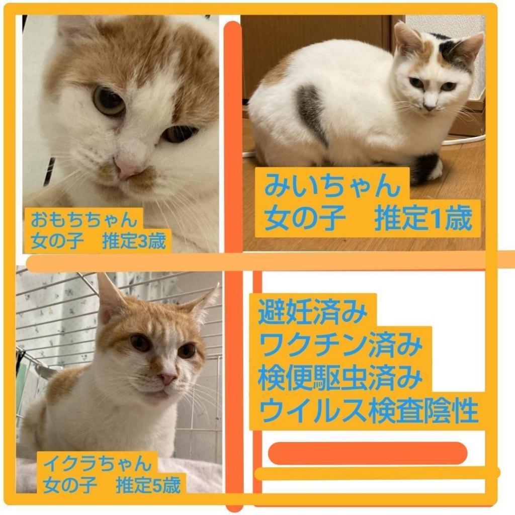 miu momokaシーメールジャパンHC 画像 宮城県 犬猫里親探しの会 バトンタッチ