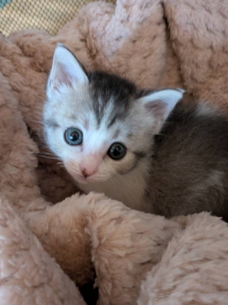鉄の猫 ねこ 猫 CAT にゃんにゃん 手作り ハンドメイド 世界に一