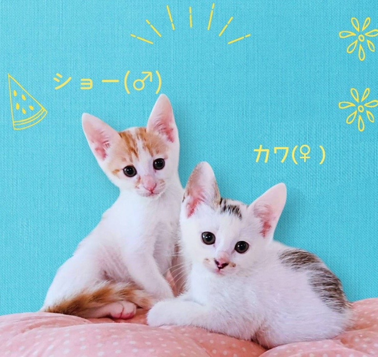 Ram✨3点以上購入で1点プレゼント❣️様専用 豆猫PECO- Ram✨3点以上購入で1点プレゼント❣️様専用 豆猫PECO-