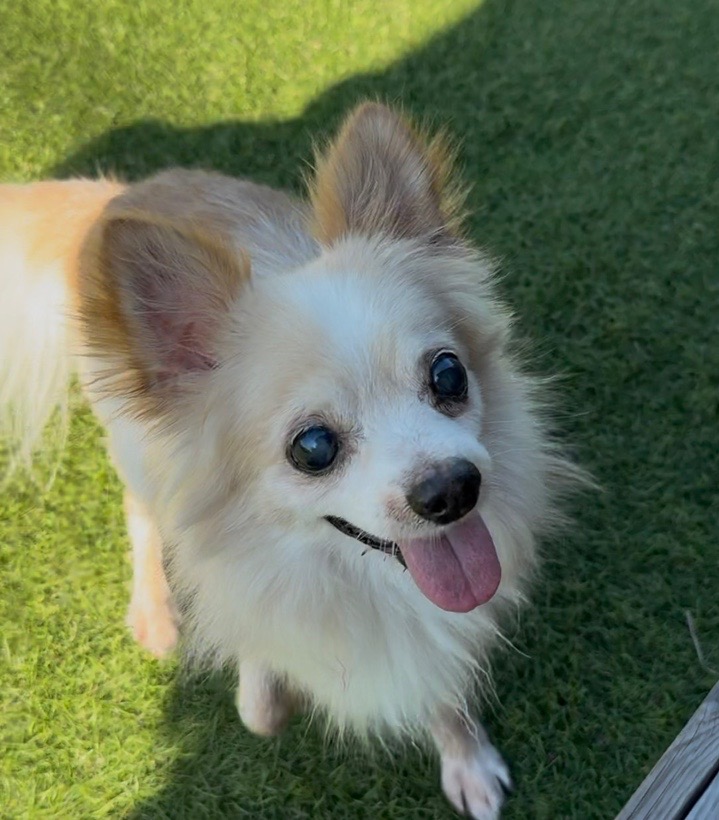 Heidi channel☻　ハンドメイド犬服　ワンピース Heidi channel☻様専用 ハンドメイド犬服 ワンピース