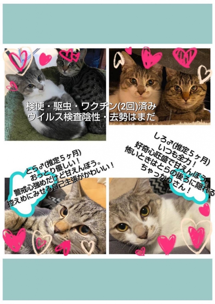 12月14日 は、とみやどにて 今年最後の譲渡会です。11時から14時 