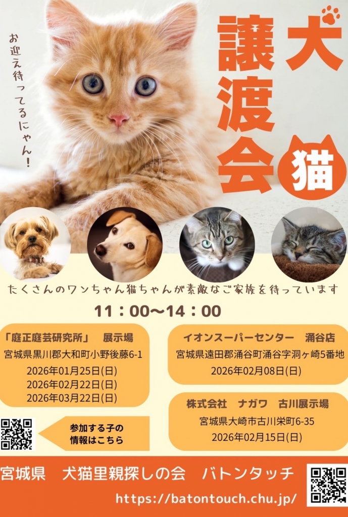 最終値下 じゃれねこチャンとふわふわシュシュ サバトラ 【公式通販】