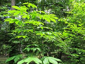 超地味 ぼっちの「お山の植物園」 | WALK あばうと 日本4,000山