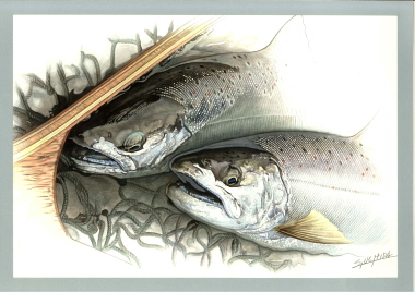 超細密・魚イラスト複製画・限定販売を始めました