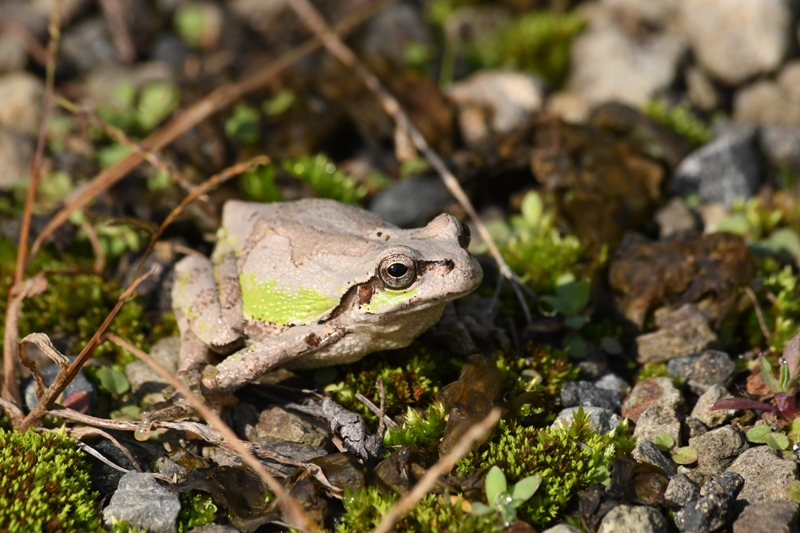 秋に肥えたアマガエル | 岩手県北の自然誌ブログ