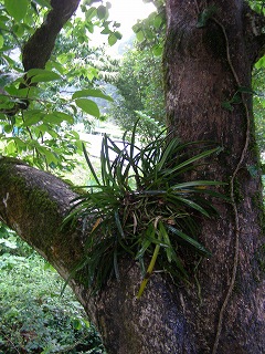 フウラン（風蘭）を柿の木にくっつけ栽培 | 四国徳島のゲストハウス