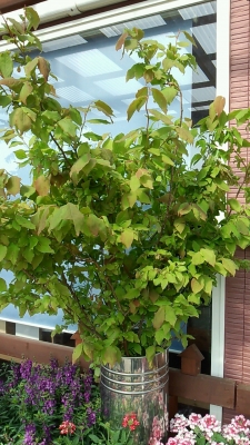 枝物 ナツハゼ ドウダンツツジ | いわき市 小名浜 花国湘南台店 お花の日記
