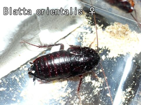 Blatta orientalis_R.jpg