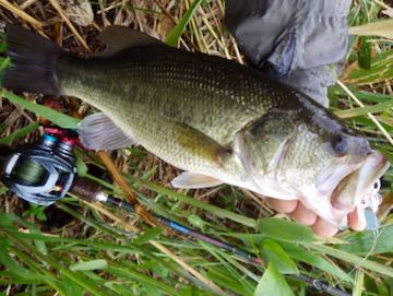 2024 バスフィッシング vol.6 | M.A.T BLOG