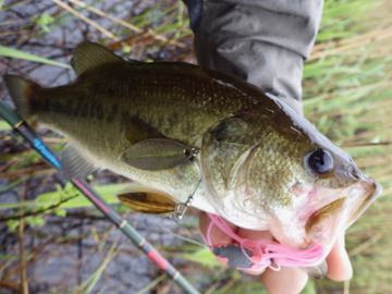 バスが釣れない　① 秋のデカバスが釣れない と、悩んでいる方へ - YouTube