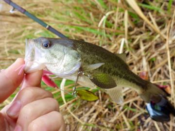 バスが釣れない　① Kusabuka – ページ 4 – Bottomup(ボトムアップ)公式サイト