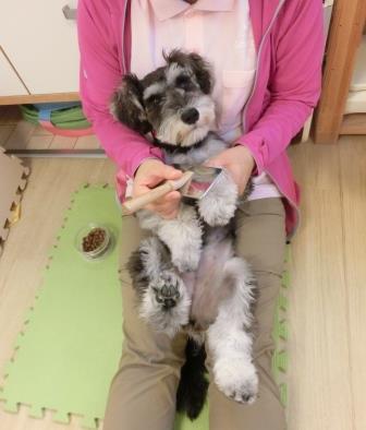 Resultado de imagen para ç¬ schnauzer ããã¡ãã§éã¶