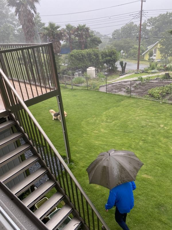 台風の1日 | しっぽの生えた天使達 。。。2