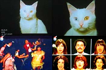 CSS「ALALA」プロモの猫 | J ・ KOYAMA LAND番外地