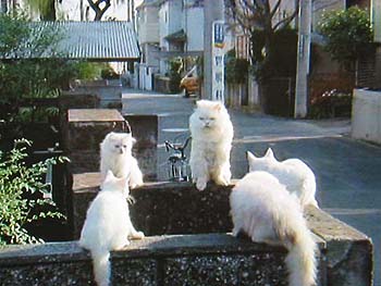 ホワイトコール24”CMのしろねこ集会 [1] | J ・ KOYAMA LAND番外地