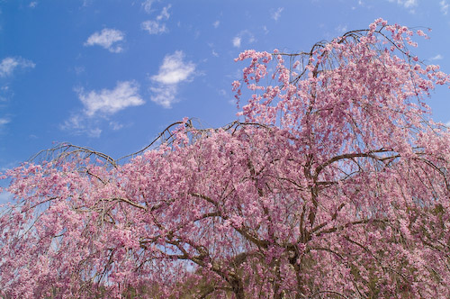 里桜 じゅらくの里の桜（湖南市） - お花見2025 - ウォーカープラス