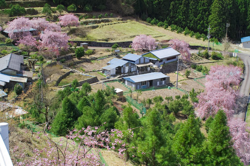 満開!七郎桜☆しだれ桜の里 | 十津川村観光協会お知らせ