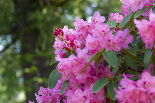 24日スタート☆石楠花まつり | 十津川村観光協会お知らせ