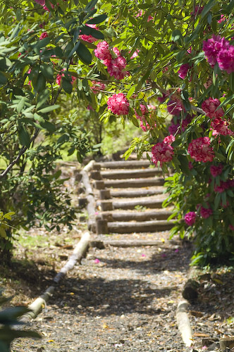 24日スタート☆石楠花まつり | 十津川村観光協会お知らせ