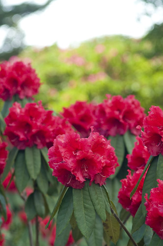 24日スタート☆石楠花まつり | 十津川村観光協会お知らせ