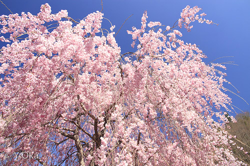 満開！七郎桜 | 十津川村観光協会お知らせ