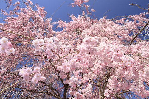 満開！七郎桜 | 十津川村観光協会お知らせ