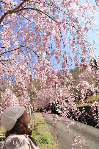 満開！七郎桜 | 十津川村観光協会お知らせ