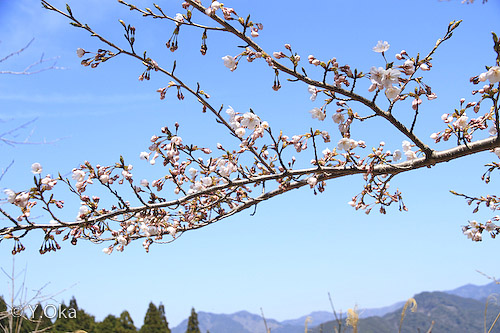 玉置山の桜 | 十津川村観光協会お知らせ