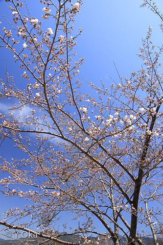 玉置山の桜 | 十津川村観光協会お知らせ