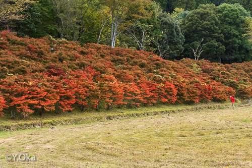 ドウダンツツジの紅葉 | 十津川村観光協会お知らせ