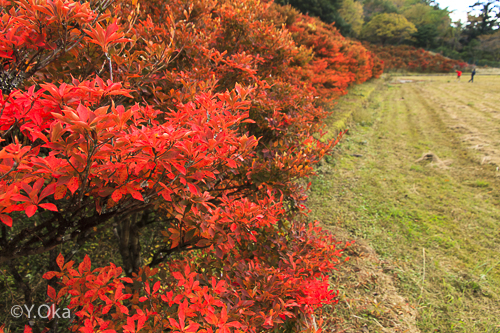 ドウダンツツジの紅葉 | 十津川村観光協会お知らせ