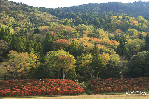 ドウダンツツジの紅葉 | 十津川村観光協会お知らせ