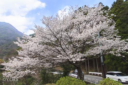国道168号線の山桜 | 十津川村観光協会お知らせ