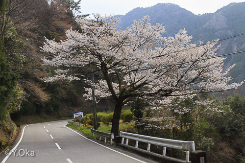 国道168号線の山桜 | 十津川村観光協会お知らせ
