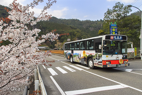国道168号線の山桜 | 十津川村観光協会お知らせ