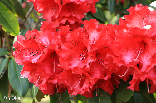 オキシャクナゲ/濃色【現品発送】管理70621 オキシャクナゲ/濃色【現品発送】管理70621