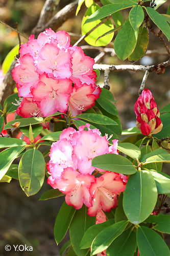 21世紀の森シャクナゲの花が見ごろ | 十津川村観光協会お知らせ