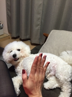 Image result for bichon 犬 噛んだもの