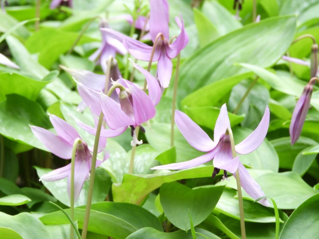 カタクリ見頃！／きょう(月曜日)、開いてます | きさいち植物園ファンクラブ