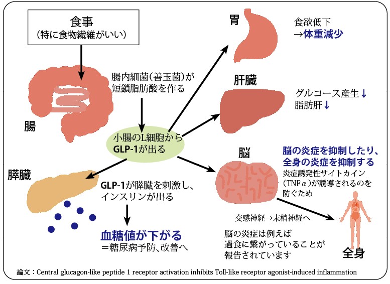 glp 1 ホルモン 痩せホルモンGLP-1は食物繊維が鍵