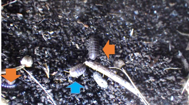 小笠原の外来種ダンゴムシ━世界で最も美しい生き物＝ダンゴムシ━ | 自然研小笠原事務所ブログ