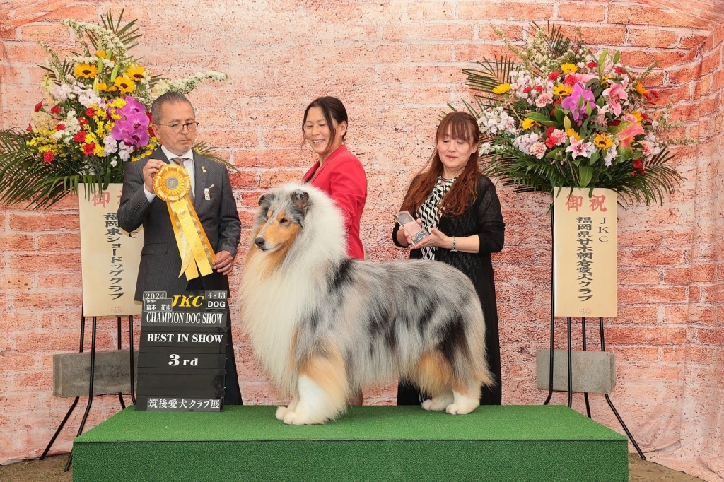 JKC筑後愛犬クラブ展 | KIRIKO COLLIES