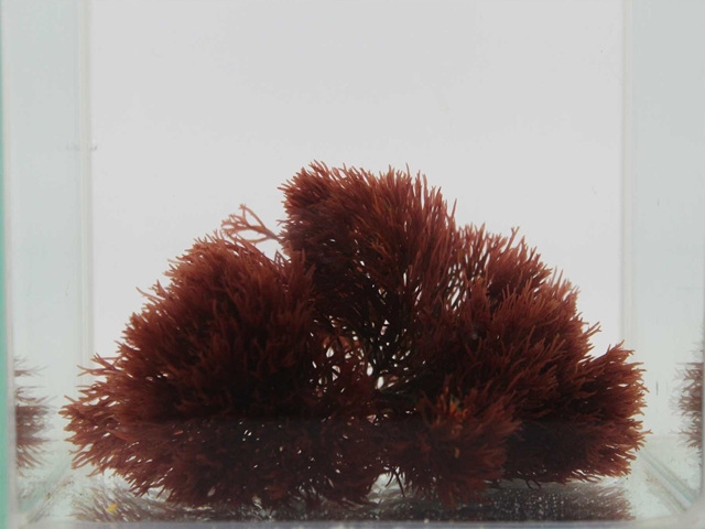 Gracillaria sp. Red_R.JPG