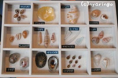 貝殻の標本箱つくり | せど日記～佐賀関からぼつぼつと～