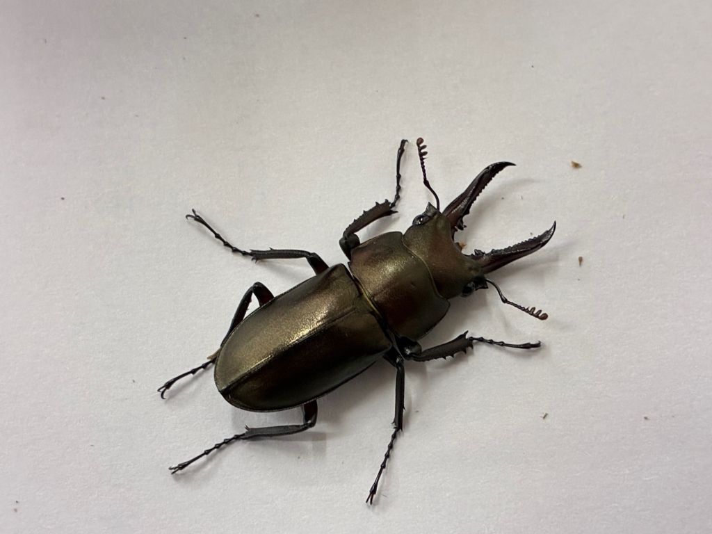 対馬キンオニクワガタ続々羽化中！ | オオクワランド 学習塾RainBow