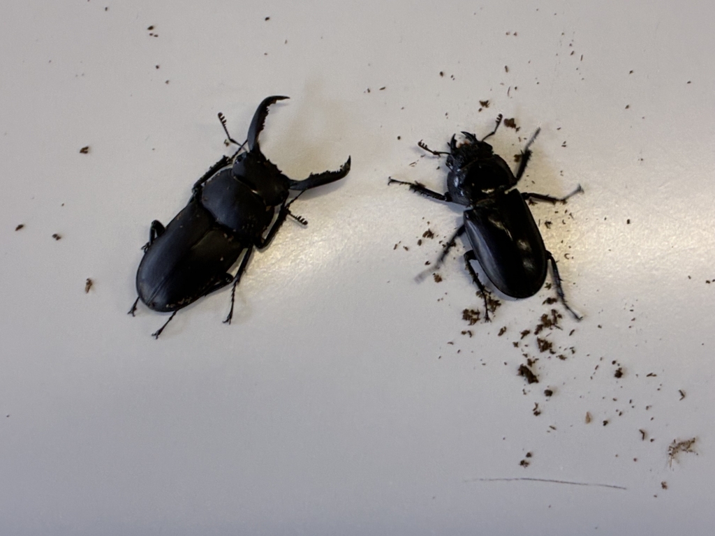 アマミシカクワガタ成虫ペア販売開始！ | オオクワランド 学習塾