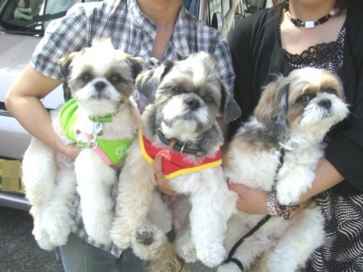Resultado de imagen para 犬 shih tzu 抱擁