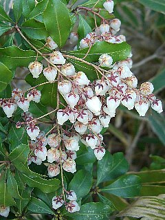 まるはなばちです。 マルハナバチ - Wikipedia